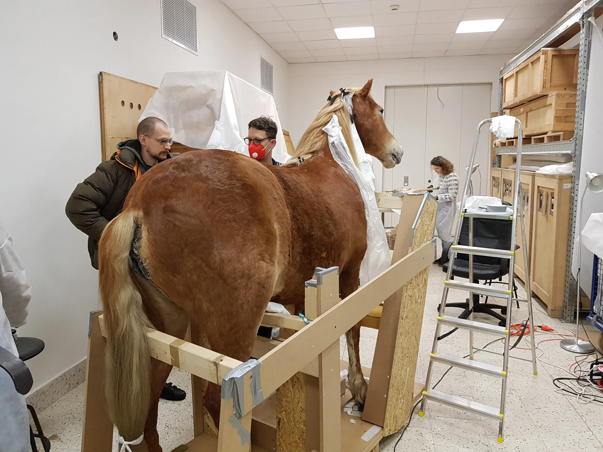 Model 3D konia z Piramidy zwierząt przygotowany do projektowania podparcia.